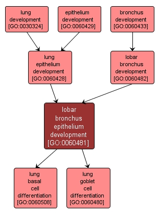 GO:0060481 - lobar bronchus epithelium development (interactive image map)