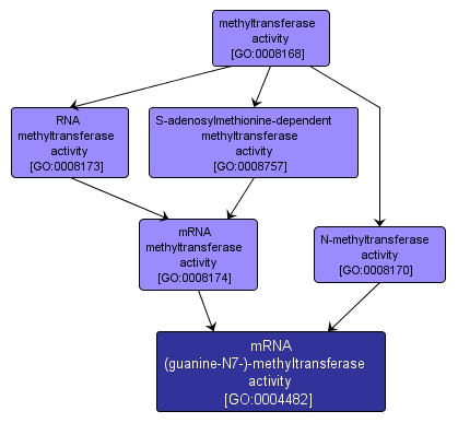 GO:0004482 - mRNA (guanine-N7-)-methyltransferase activity (interactive image map)