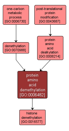 GO:0006482 - protein amino acid demethylation (interactive image map)