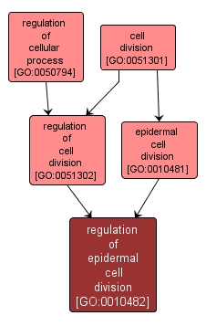 GO:0010482 - regulation of epidermal cell division (interactive image map)