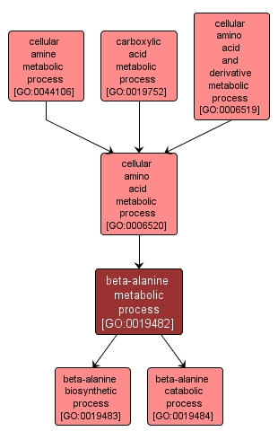 GO:0019482 - beta-alanine metabolic process (interactive image map)