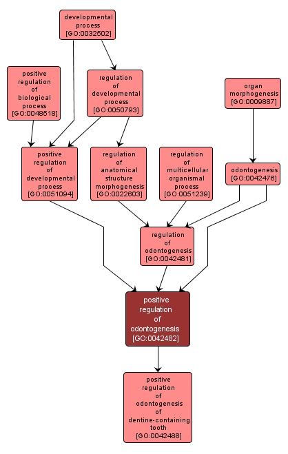 GO:0042482 - positive regulation of odontogenesis (interactive image map)