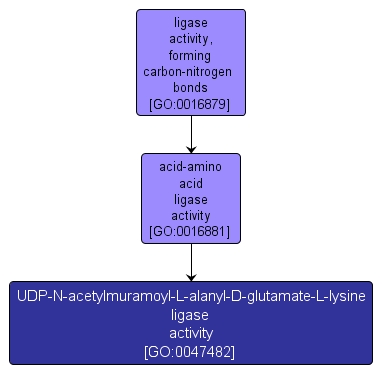 GO:0047482 - UDP-N-acetylmuramoyl-L-alanyl-D-glutamate-L-lysine ligase activity (interactive image map)