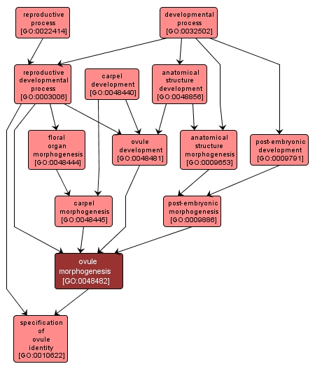 GO:0048482 - ovule morphogenesis (interactive image map)