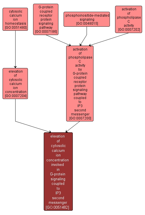 GO:0051482 - elevation of cytosolic calcium ion concentration involved in G-protein signaling coupled to IP3 second messenger (interactive image map)