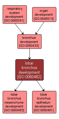 GO:0060482 - lobar bronchus development (interactive image map)