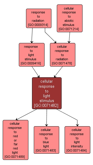 GO:0071482 - cellular response to light stimulus (interactive image map)