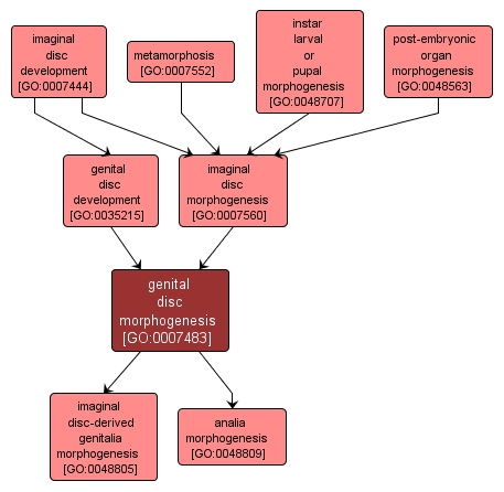 GO:0007483 - genital disc morphogenesis (interactive image map)