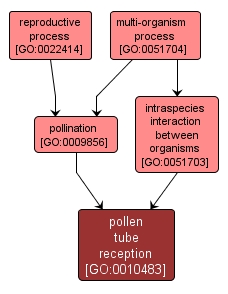 GO:0010483 - pollen tube reception (interactive image map)