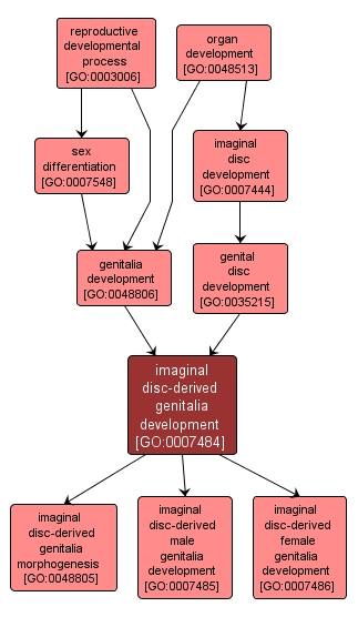 GO:0007484 - imaginal disc-derived genitalia development (interactive image map)