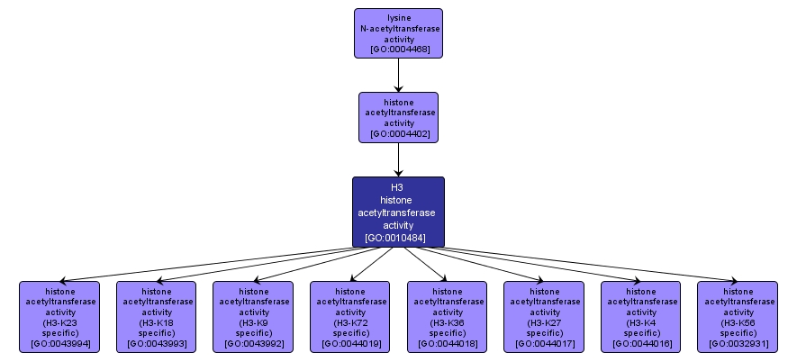 GO:0010484 - H3 histone acetyltransferase activity (interactive image map)