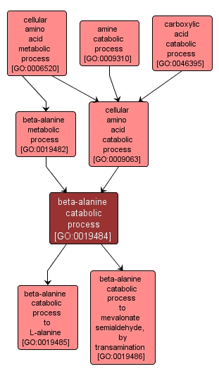 GO:0019484 - beta-alanine catabolic process (interactive image map)