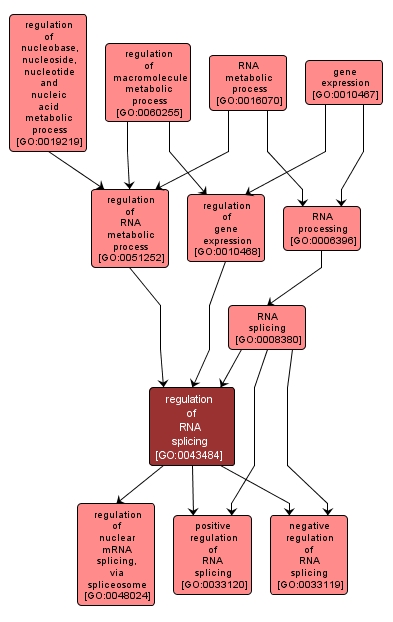 GO:0043484 - regulation of RNA splicing (interactive image map)