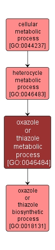 GO:0046484 - oxazole or thiazole metabolic process (interactive image map)