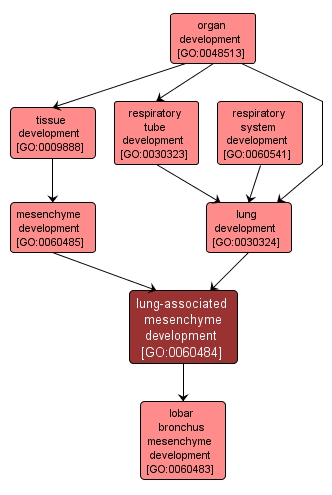 GO:0060484 - lung-associated mesenchyme development (interactive image map)