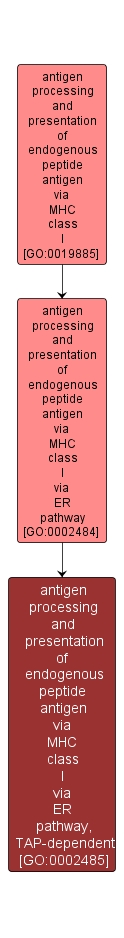 GO:0002485 - antigen processing and presentation of endogenous peptide antigen via MHC class I via ER pathway, TAP-dependent (interactive image map)