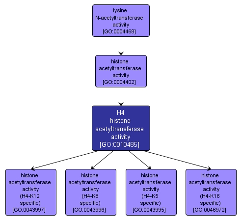 GO:0010485 - H4 histone acetyltransferase activity (interactive image map)