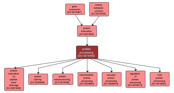 GO:0016485 - protein processing (interactive image map)