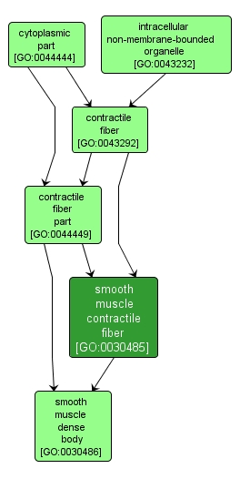 GO:0030485 - smooth muscle contractile fiber (interactive image map)