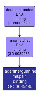GO:0035485 - adenine/guanine mispair binding (interactive image map)