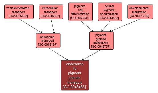 GO:0043485 - endosome to pigment granule transport (interactive image map)