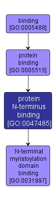 GO:0047485 - protein N-terminus binding (interactive image map)