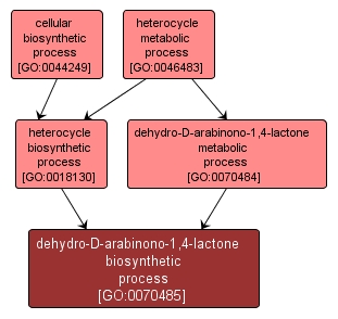 GO:0070485 - dehydro-D-arabinono-1,4-lactone biosynthetic process (interactive image map)