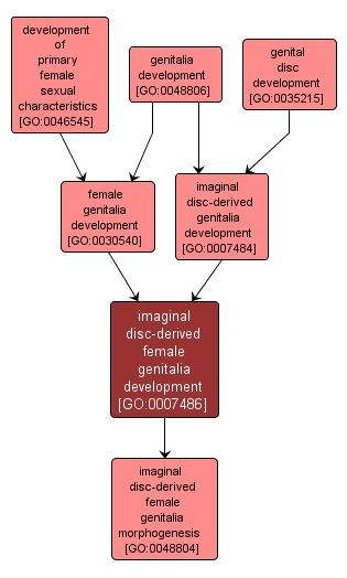 GO:0007486 - imaginal disc-derived female genitalia development (interactive image map)