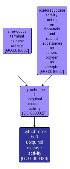 GO:0009486 - cytochrome bo3 ubiquinol oxidase activity (interactive image map)