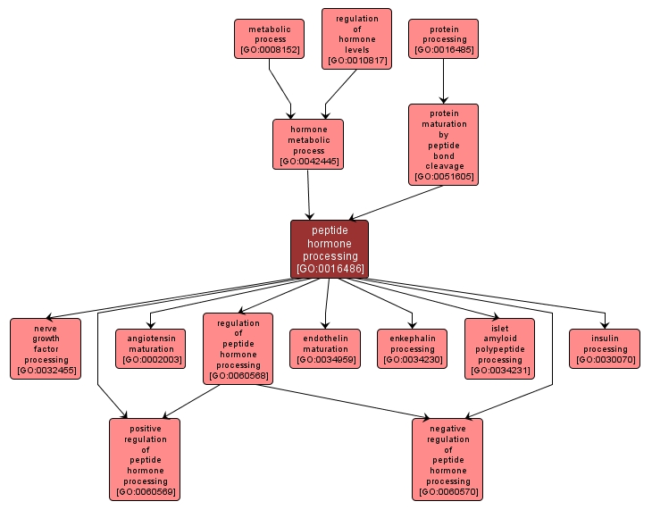 GO:0016486 - peptide hormone processing (interactive image map)