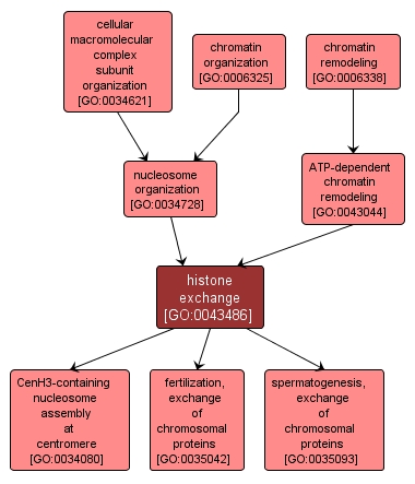 GO:0043486 - histone exchange (interactive image map)