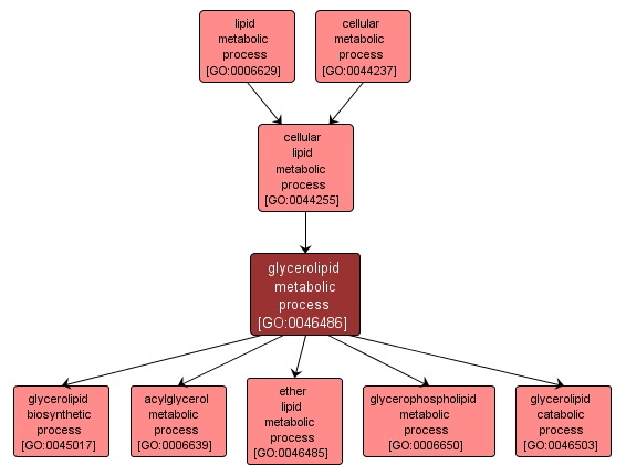 GO:0046486 - glycerolipid metabolic process (interactive image map)