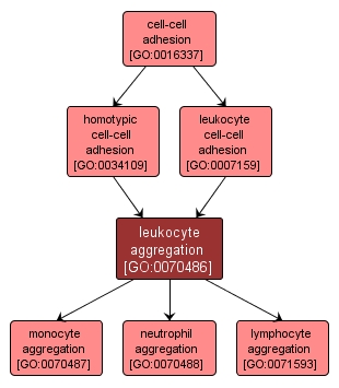 GO:0070486 - leukocyte aggregation (interactive image map)