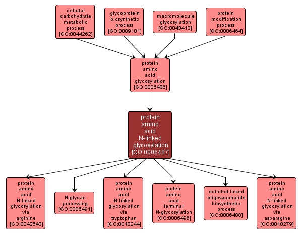 GO:0006487 - protein amino acid N-linked glycosylation (interactive image map)