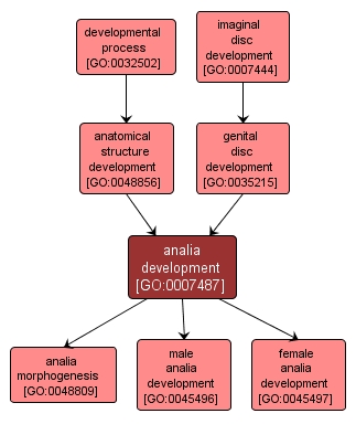 GO:0007487 - analia development (interactive image map)