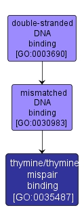 GO:0035487 - thymine/thymine mispair binding (interactive image map)