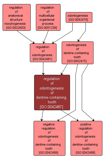 GO:0042487 - regulation of odontogenesis of dentine-containing tooth (interactive image map)