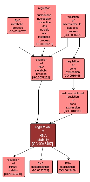 GO:0043487 - regulation of RNA stability (interactive image map)