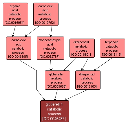 GO:0045487 - gibberellin catabolic process (interactive image map)