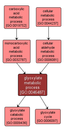 GO:0046487 - glyoxylate metabolic process (interactive image map)