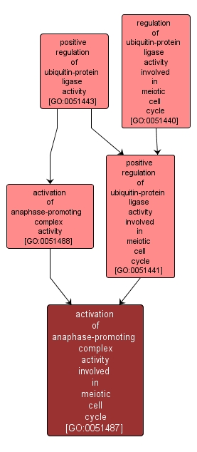 GO:0051487 - activation of anaphase-promoting complex activity involved in meiotic cell cycle (interactive image map)