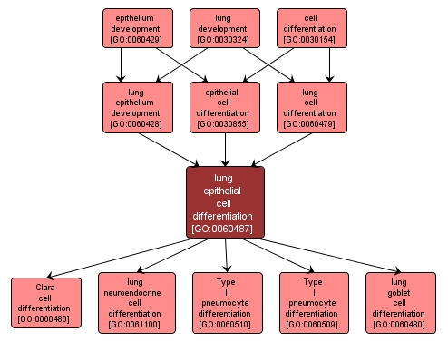 GO:0060487 - lung epithelial cell differentiation (interactive image map)