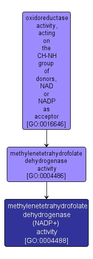 GO:0004488 - methylenetetrahydrofolate dehydrogenase (NADP+) activity (interactive image map)
