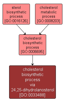 GO:0033488 - cholesterol biosynthetic process via 24,25-dihydrolanosterol (interactive image map)