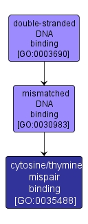 GO:0035488 - cytosine/thymine mispair binding (interactive image map)