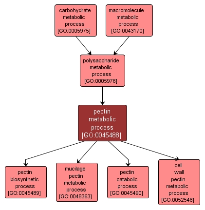 GO:0045488 - pectin metabolic process (interactive image map)