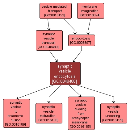 GO:0048488 - synaptic vesicle endocytosis (interactive image map)