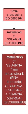 GO:0000489 - maturation of SSU-rRNA from tetracistronic rRNA transcript (SSU-rRNA, LSU-rRNA, 4.5S-rRNA, 5S-rRNA) (interactive image map)
