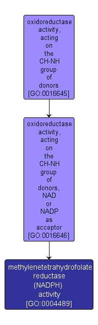 GO:0004489 - methylenetetrahydrofolate reductase (NADPH) activity (interactive image map)