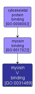 GO:0031489 - myosin V binding (interactive image map)